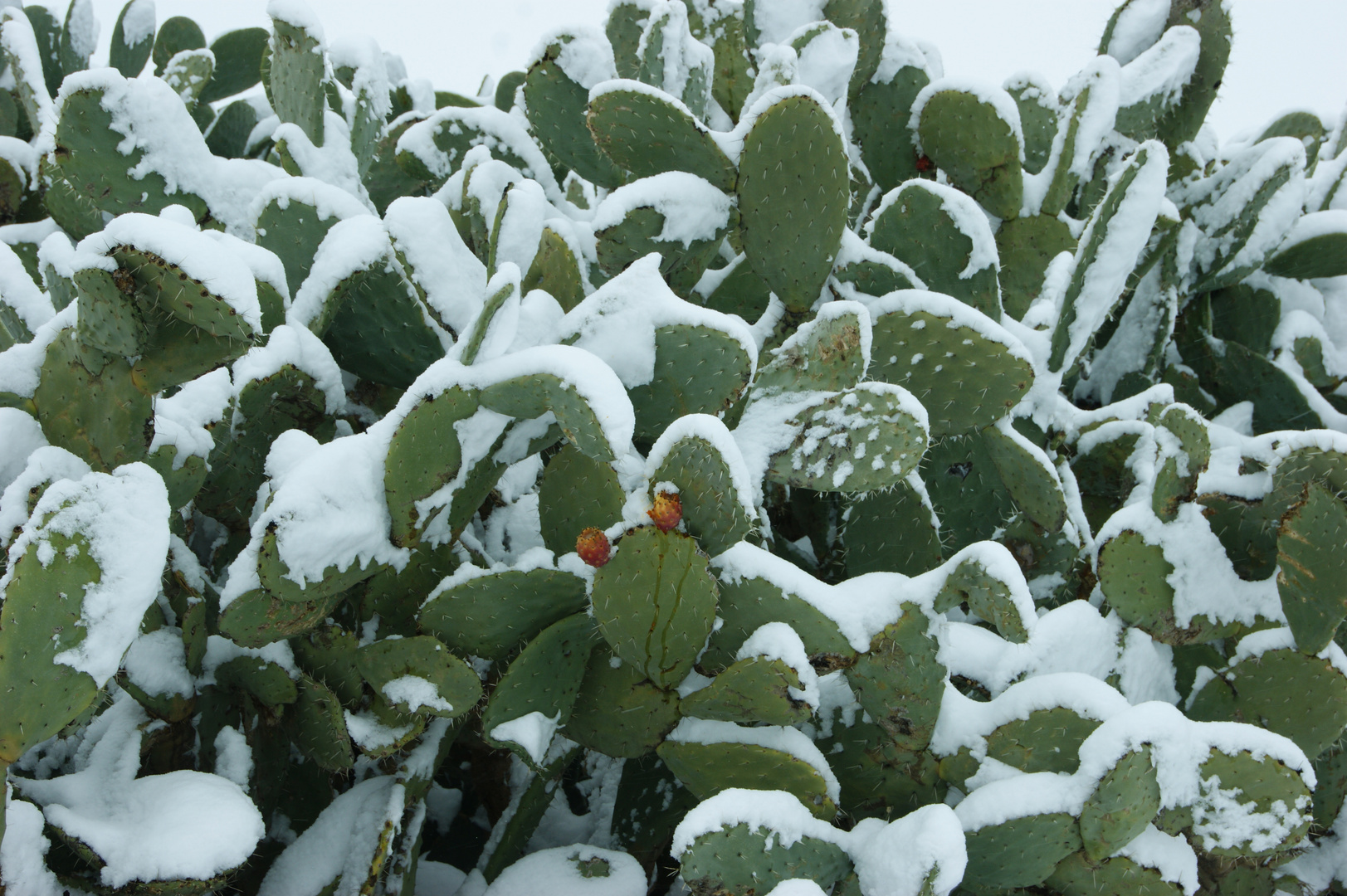 Kaktusfeigen im Schnee