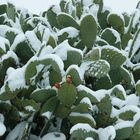 Kaktusfeigen im Schnee