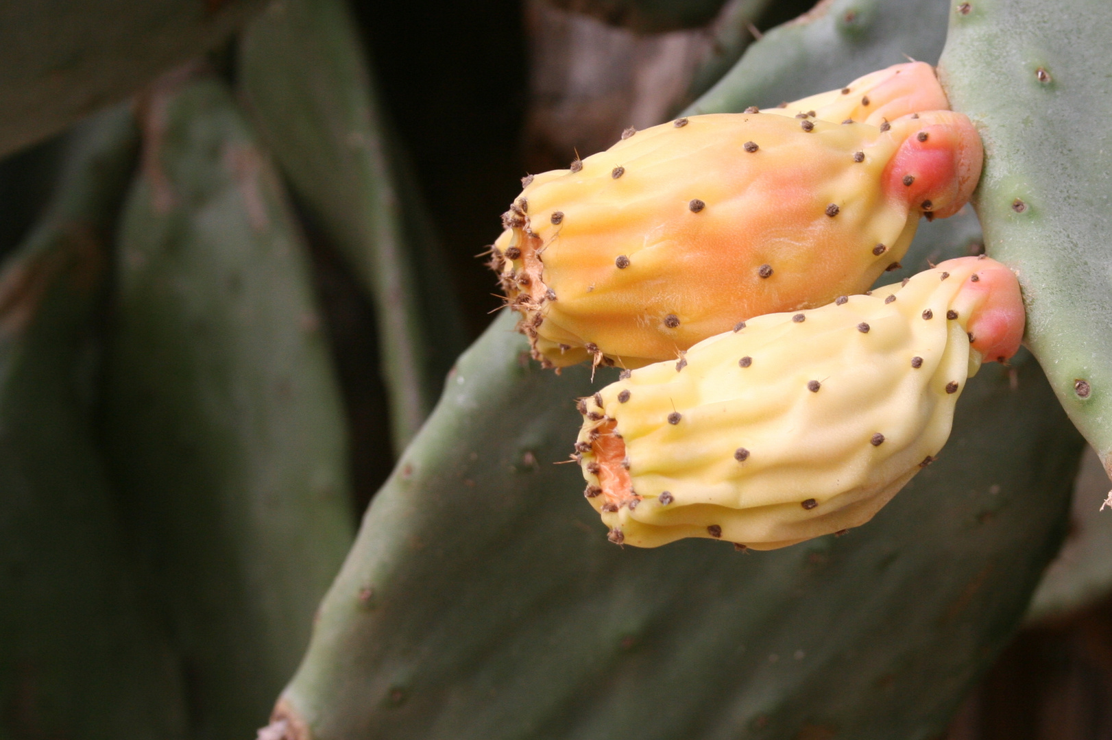 Kaktusfeigen in Nachal Hermon (Banias)