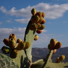kaktusfeigen mit netz und spinnen