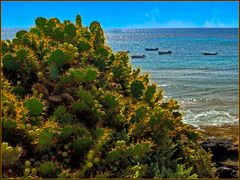 Kaktusfeigen und das Meer