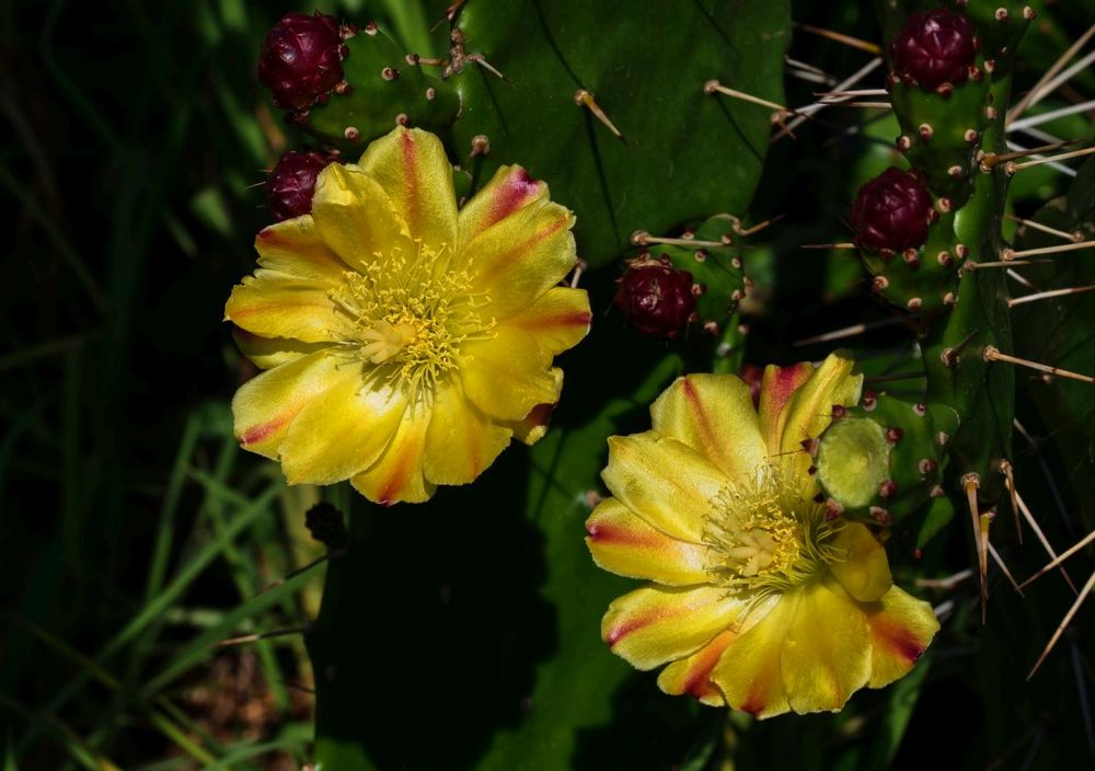 Kaktusfeigenblüten