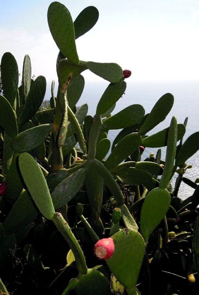 Kaktusfrucht an der Costa Brava - E