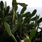 Kaktusfrucht an der Costa Brava - E