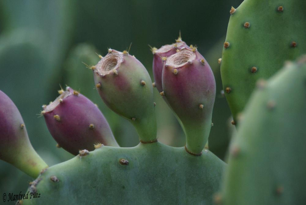 Kaktusfrucht aus Grichenland