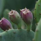 Kaktusfrucht aus Grichenland