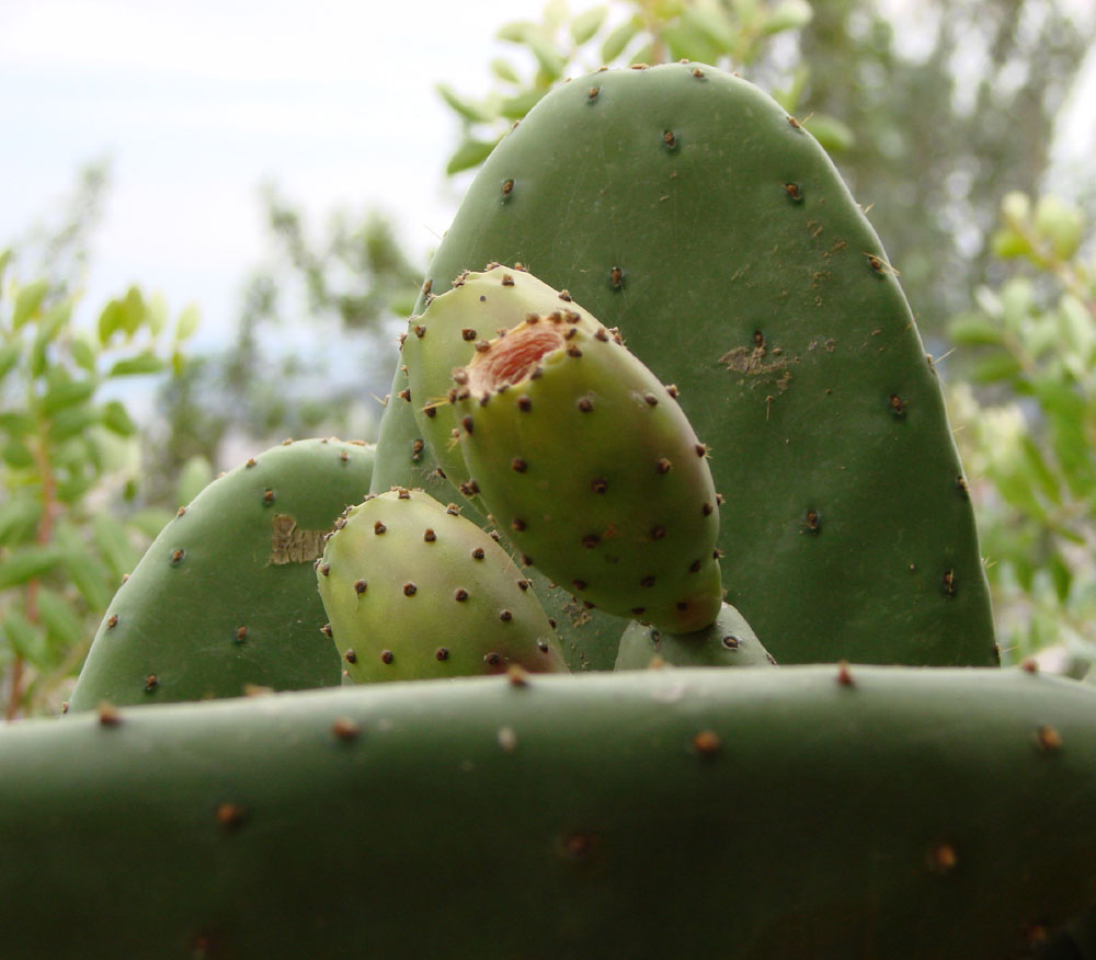 Kaktusfrüchte