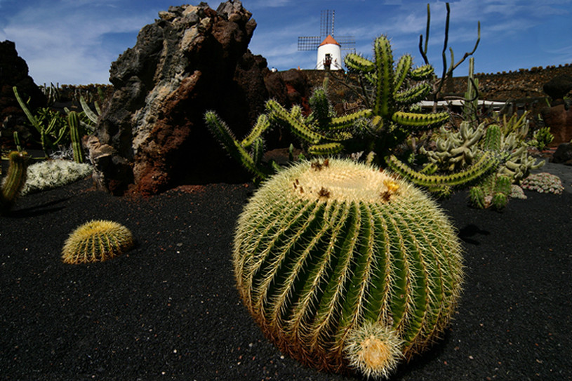 Kaktusgarten auf Lanzarote