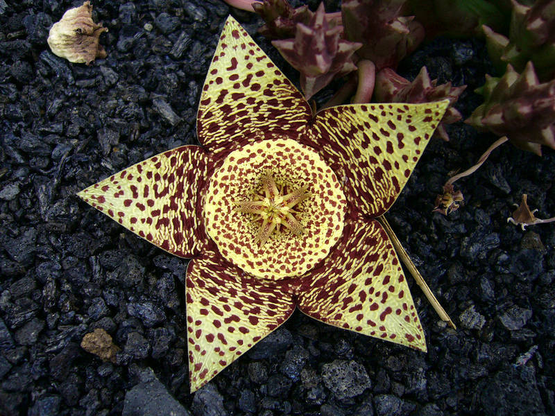 Kaktusgarten auf Lanzarote