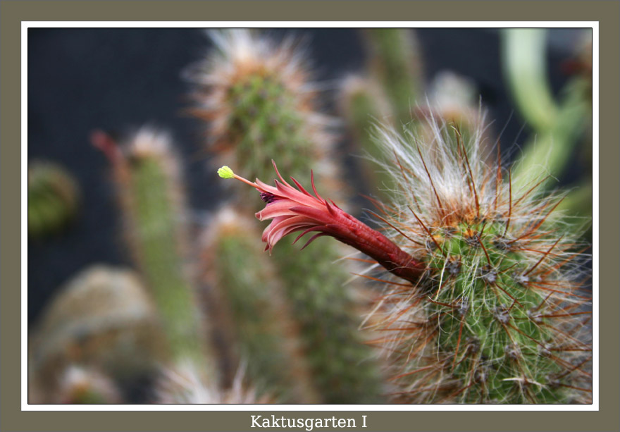 Kaktusgarten I Foto & Bild | pflanzen, pilze & flechten, kakteen