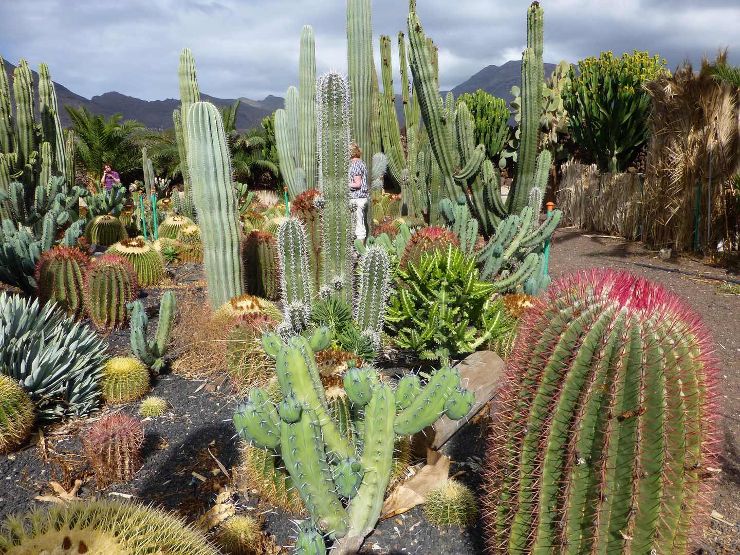 Kaktusgarten nahe La Aldea de San Nicolás (Gran Canaria)
