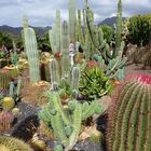 Kaktusgarten nahe La Aldea de San Nicolás (Gran Canaria)