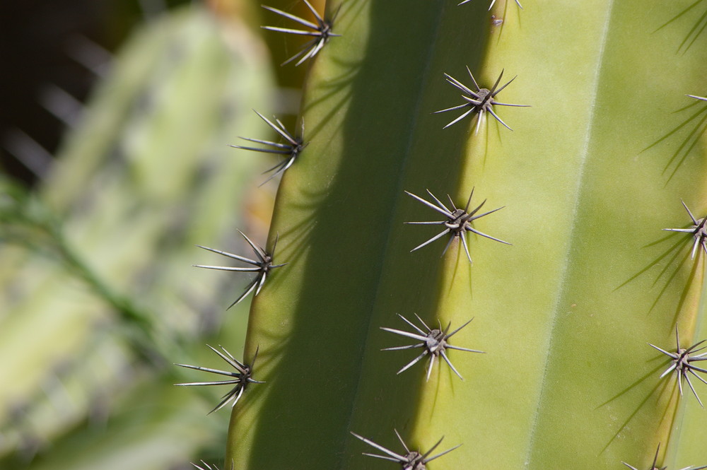 Kaktusgreen