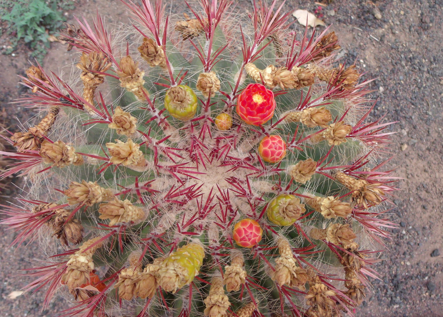 Kaktuskugel