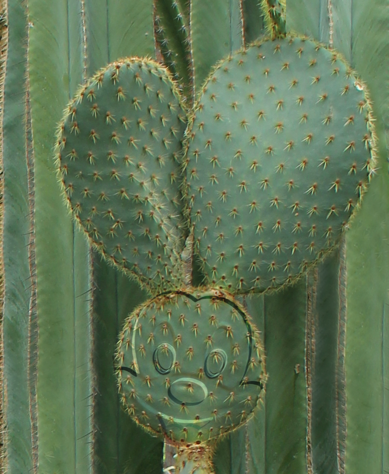 Kaktusmicky