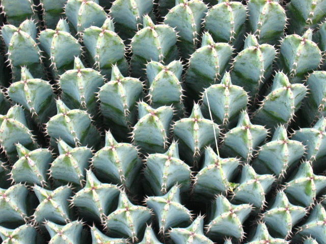 Kaktusmosaik