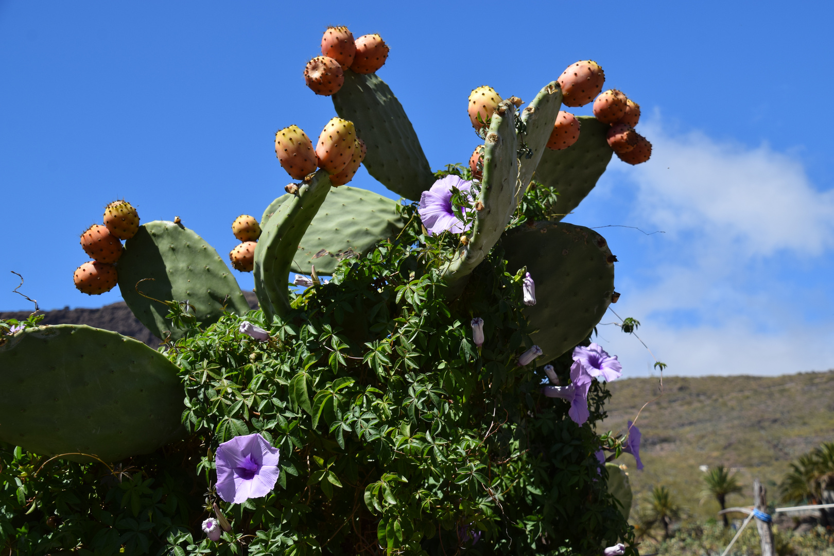 Kaktuss mit Hibiscus