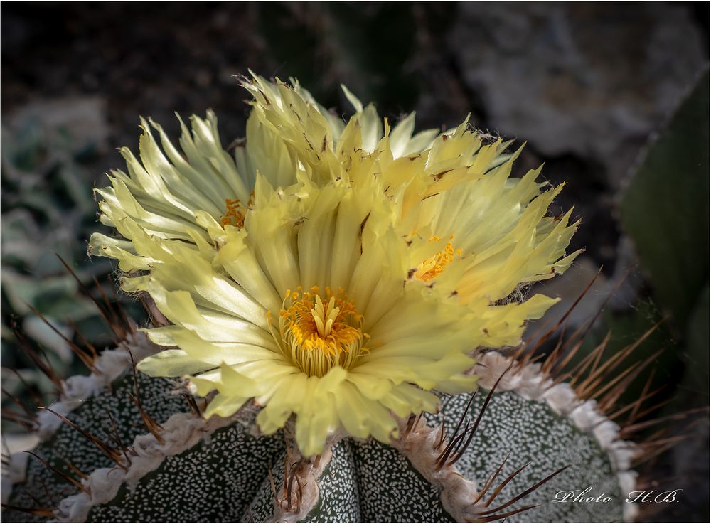 Kaktussblüte...