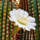 kaktussbluete