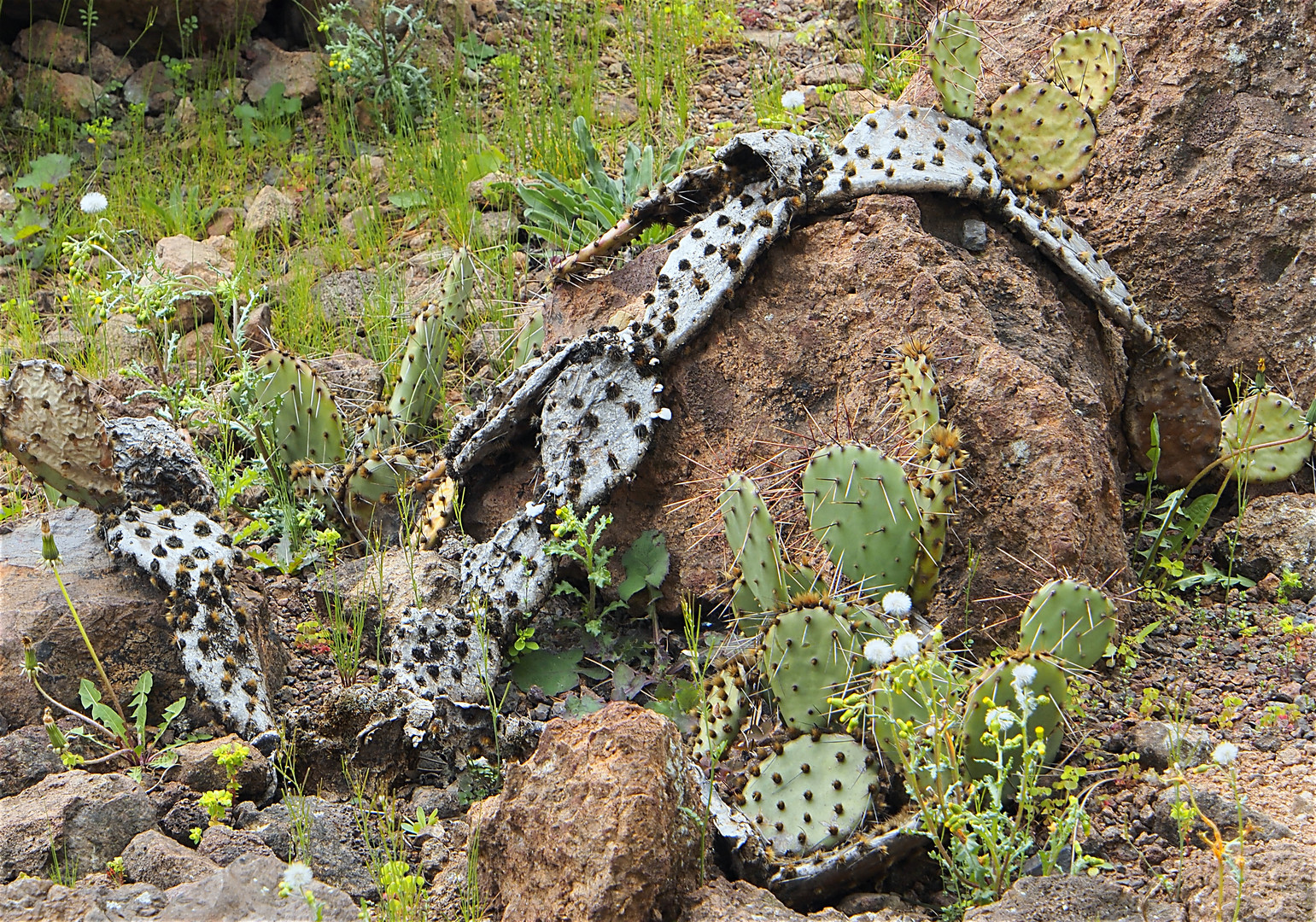 kaktusschlange