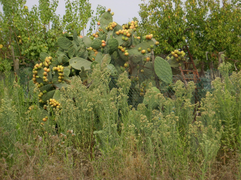 Kaktusstrauch in der Toskana