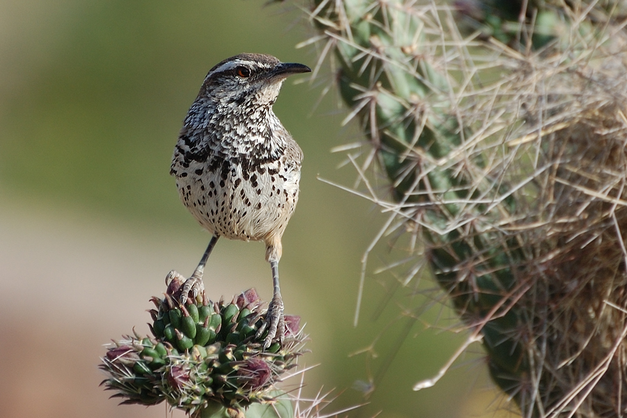 Kaktuszaunkönig - Cactus-Wren (Campylorhynchus brunneicapillus)