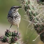 Kaktuszaunkönig - Cactus-Wren (Campylorhynchus brunneicapillus)