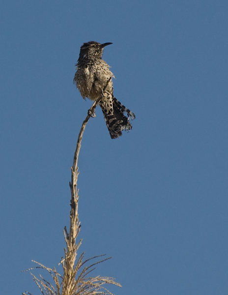 Kaktuszaunkönig - Cactus-Wren