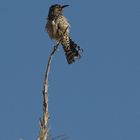 Kaktuszaunkönig - Cactus-Wren