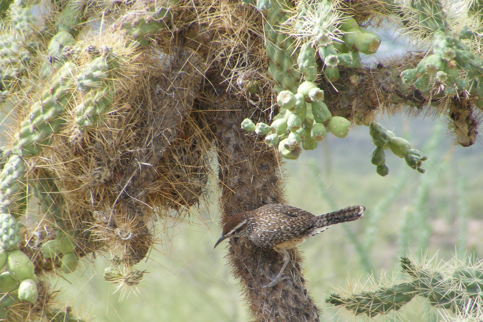 Kaktuszaunkönig  -  Campylorhynchus brunneicapillus