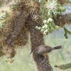 Kaktuszaunkönig  -  Campylorhynchus brunneicapillus