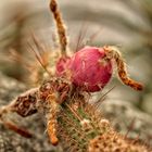 Kaktuszipfelmützenblume