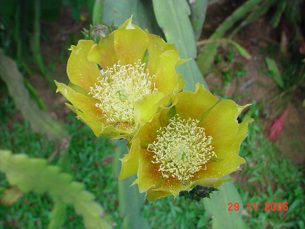 Kakus blume - Gramado/Brasilien