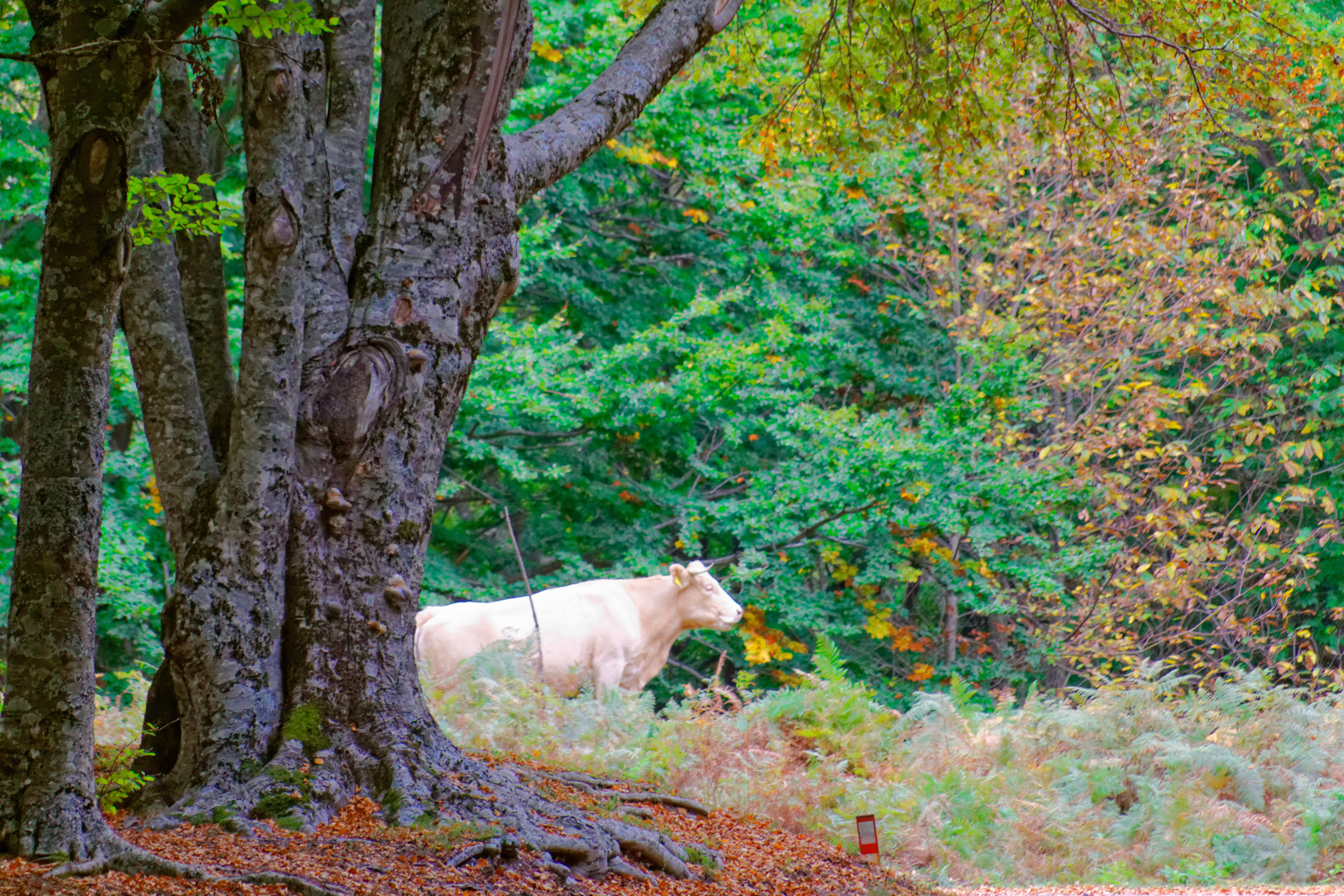 Kalabrien im Herbst