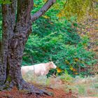 Kalabrien im Herbst