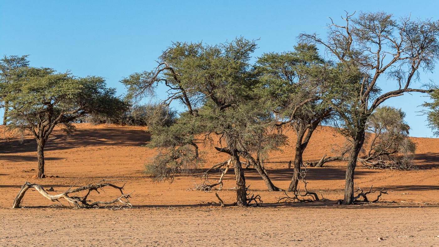 Kalahari