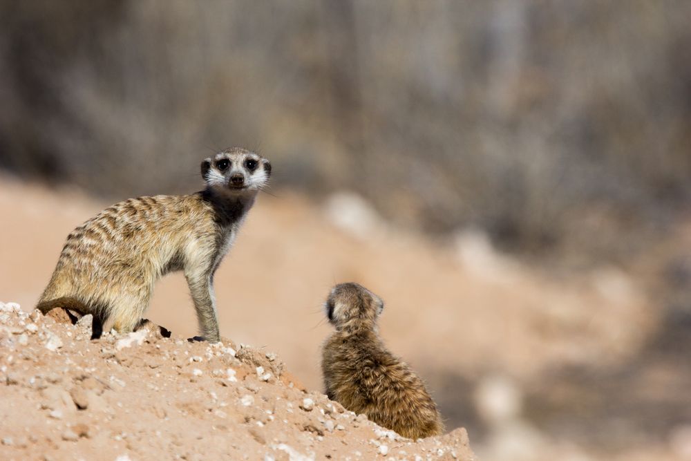 Kalahari 1/2015