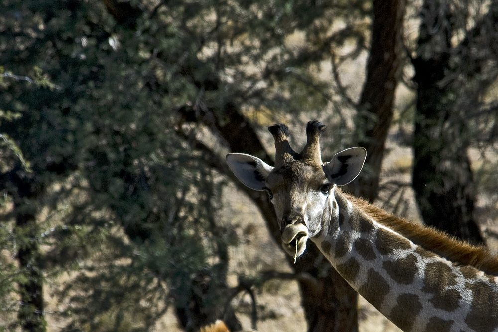 Kalahari 17