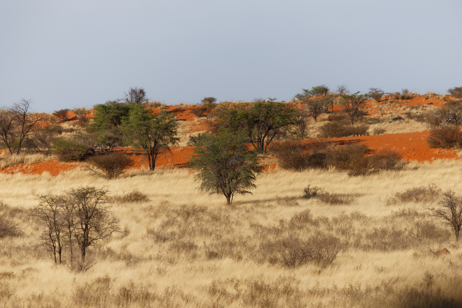 Kalahari