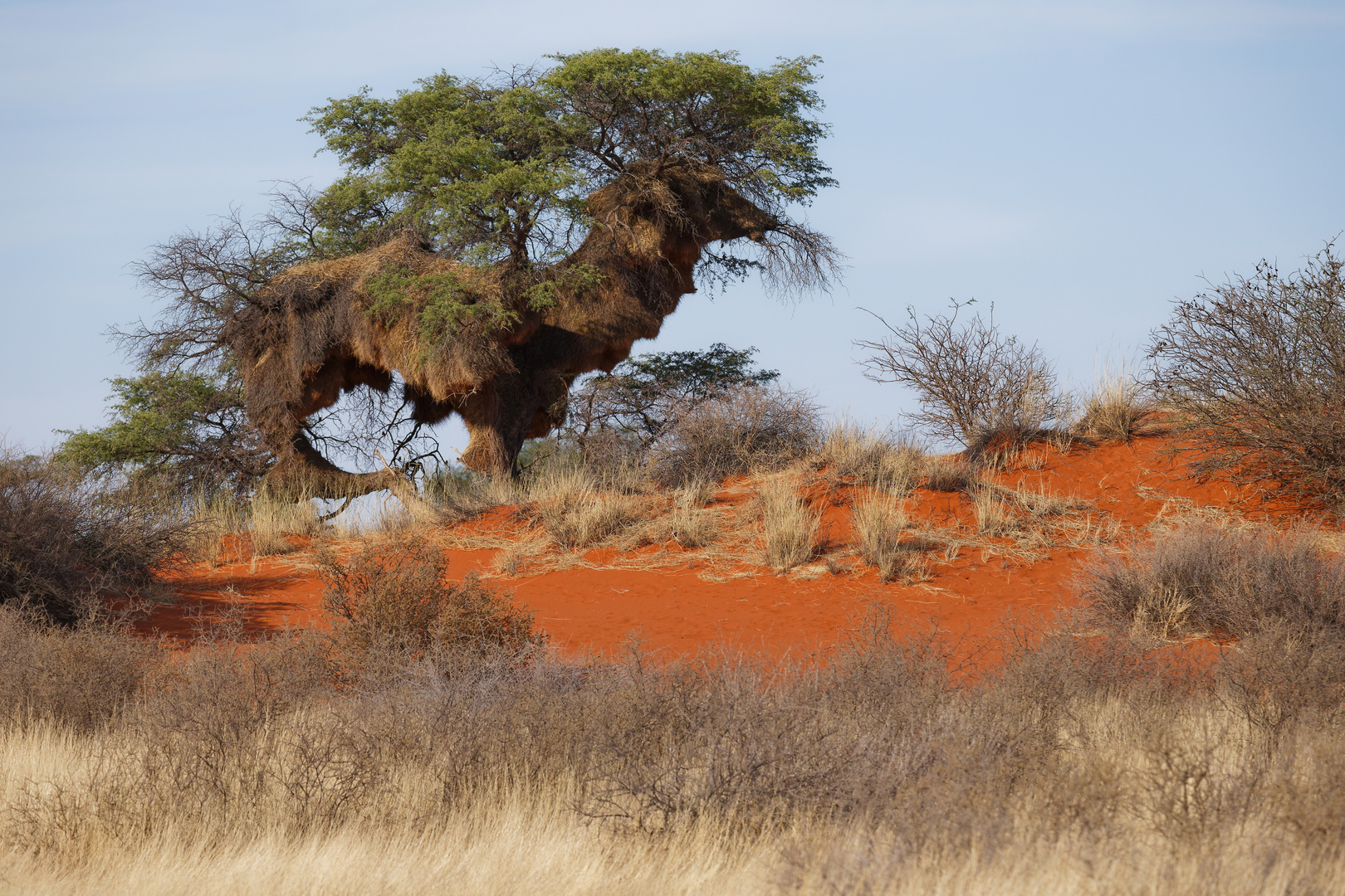 Kalahari