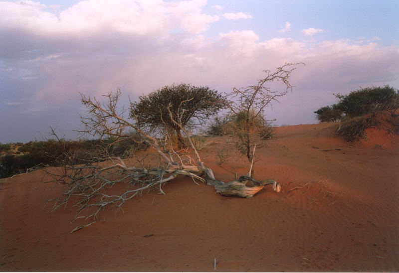 Kalahari