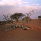 Kalahari