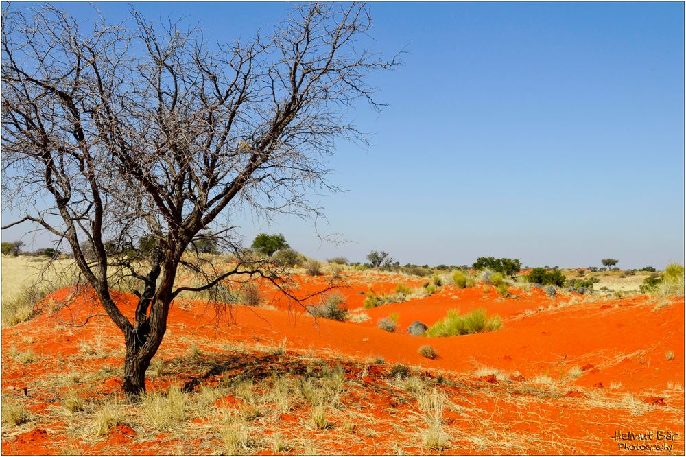 Kalahari