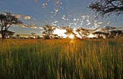 Kalahari am Abend