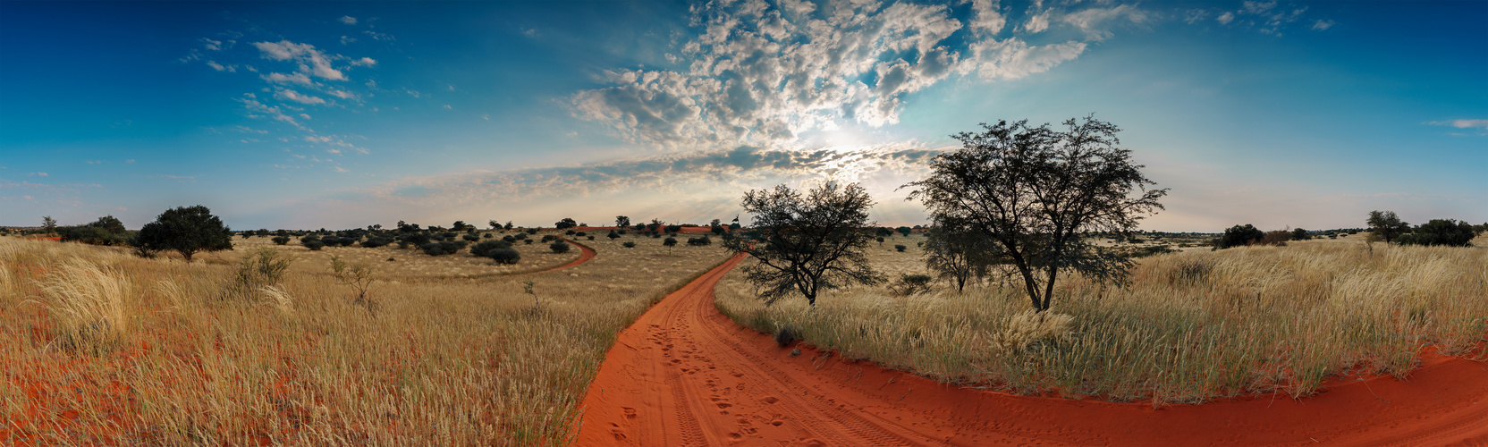 Kalahari am Morgen