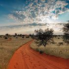 Kalahari am Morgen