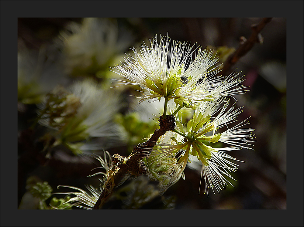 Kalahari Blüten