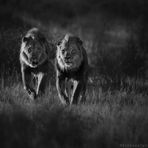 kalahari boys -