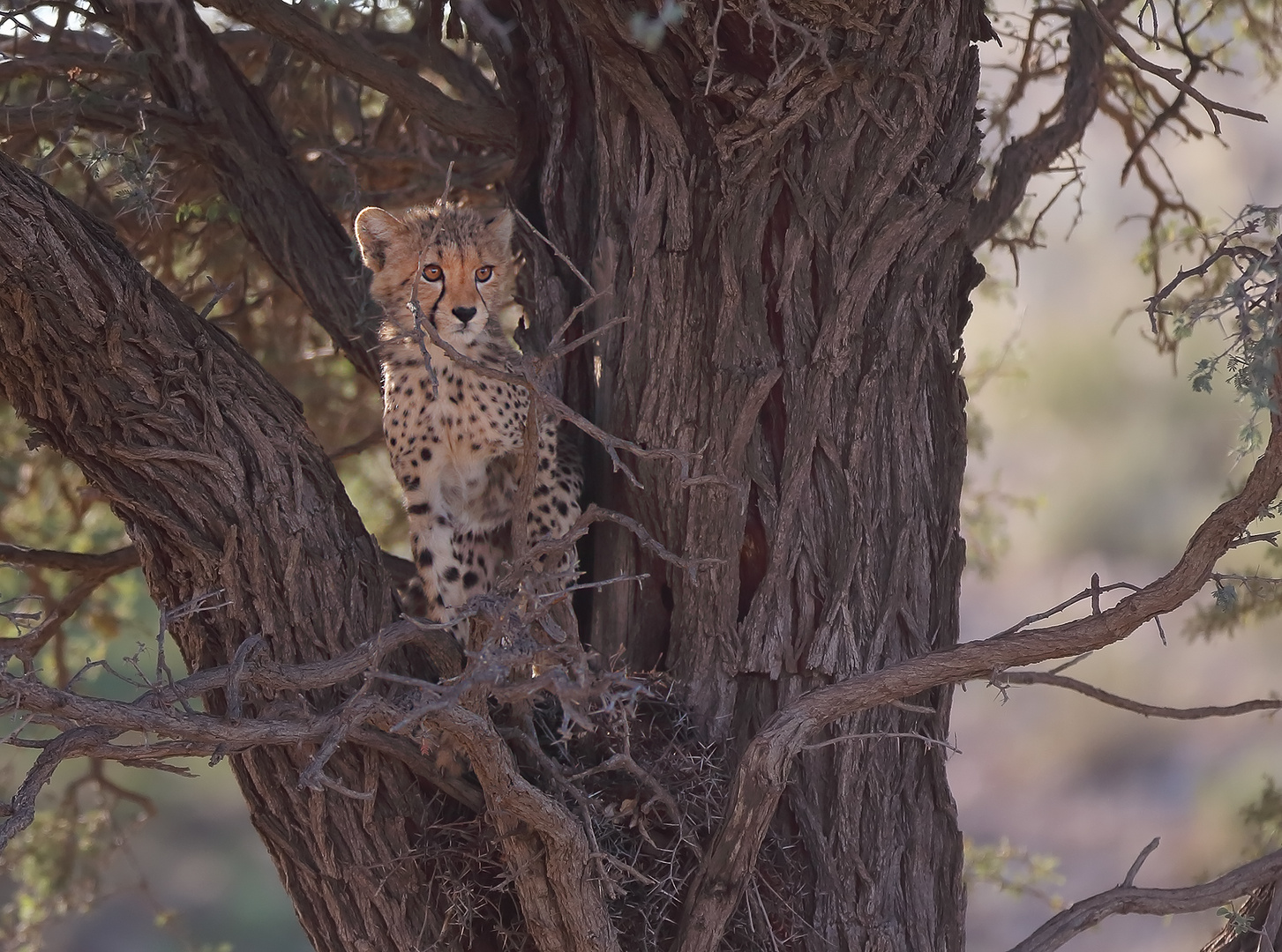 Kalahari Cheetah - Adaptations to an arid region