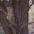 Kalahari Cheetah - Adaptations to an arid region